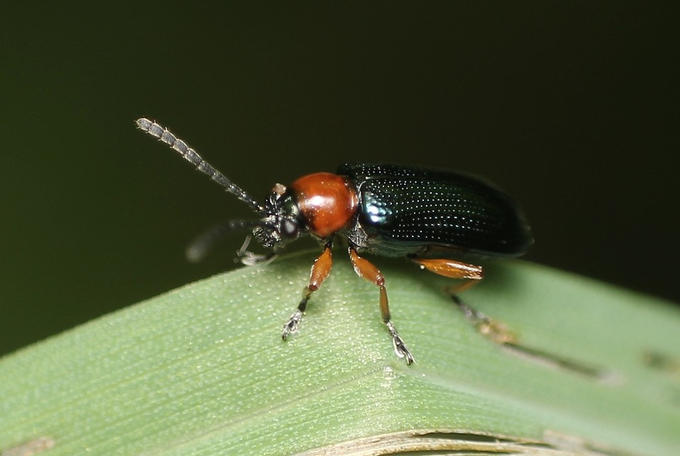 Oulema melanopus/duftschmidi