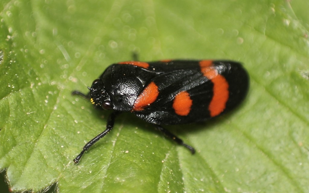 Cercopis arcuata/sanguinolenta