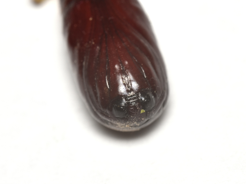 Amphipyra pyramidea - fahéjszínű bagoly