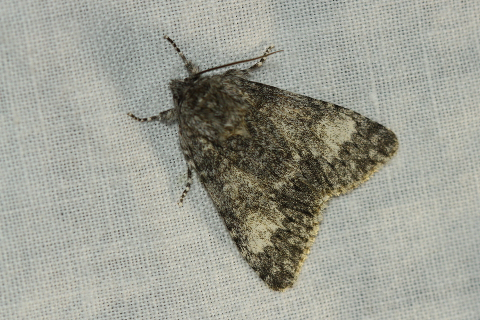 Acronicta megacephala - nagyfejű szigonyosbagoly