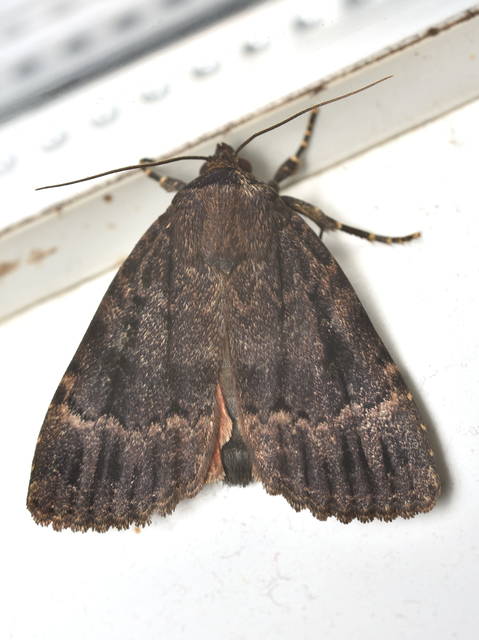 Amphipyra pyramidea - fahéjszínű bagoly