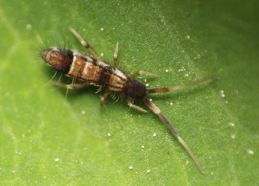 Orchesella flavescens