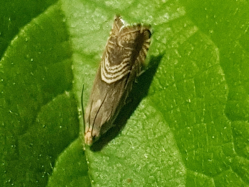 Grapholita delineana - kis kendermoly