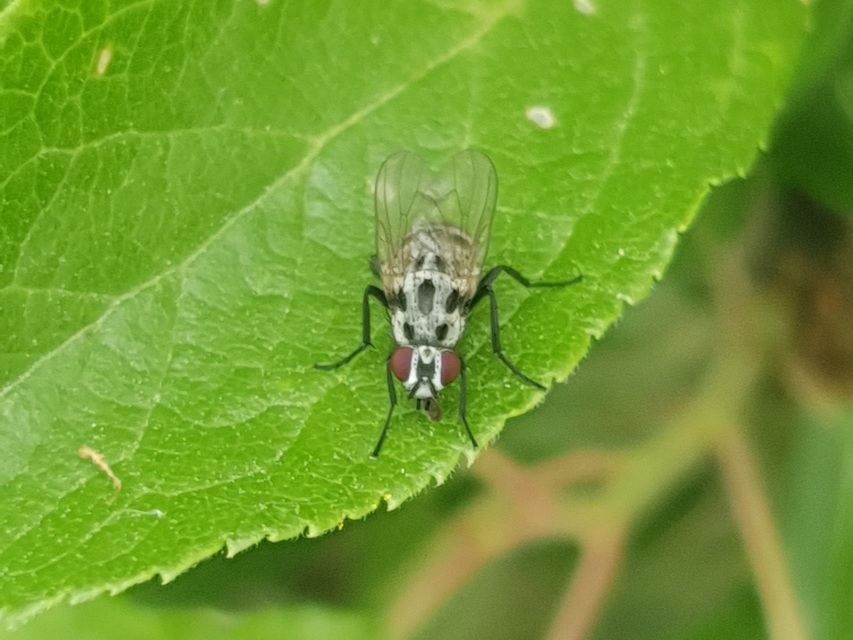 Anthomyia