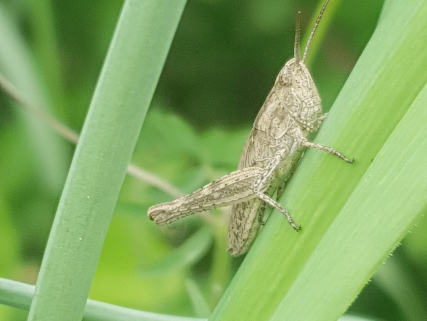 Chorthippus (Glyptobothrus) (subgenus)