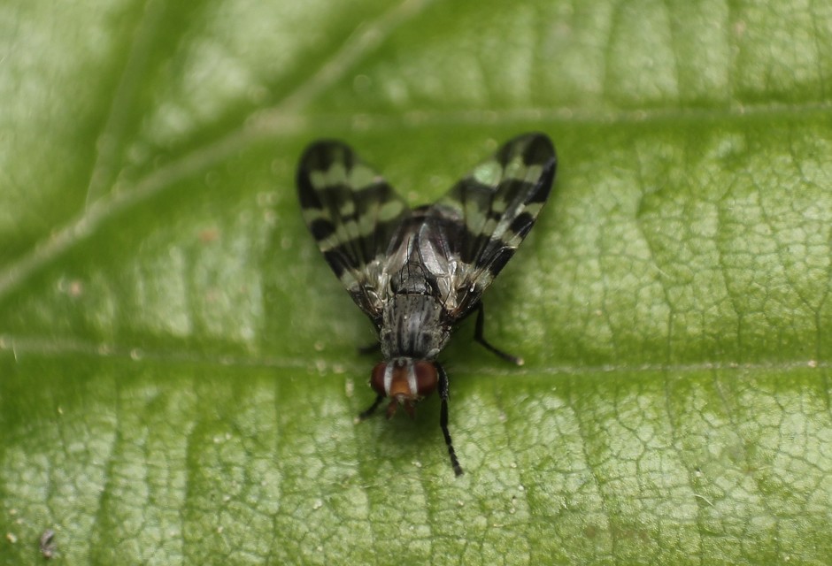 Otites