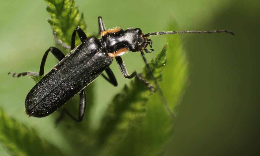 Cantharis paradoxa