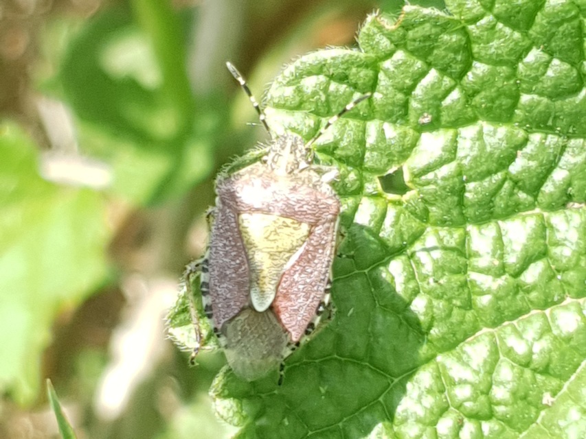 Dolycoris baccarum - közönséges bogyómászó-poloska Dolycoris baccarum - közönséges bogyómászó-poloska