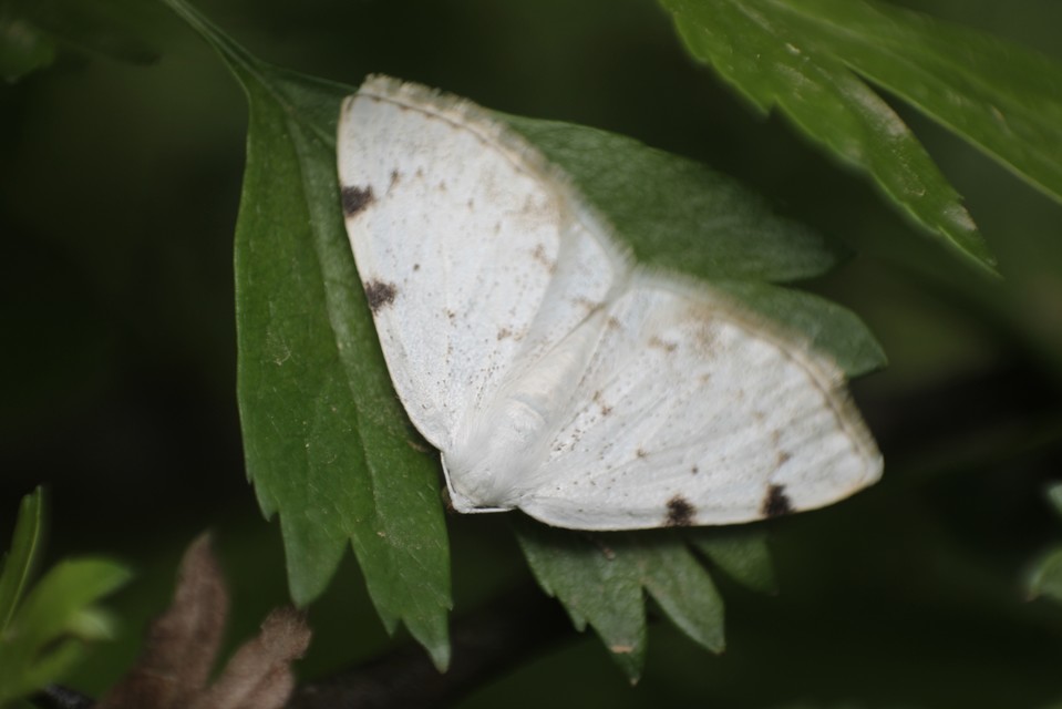 Lomographa bimaculata - kétpontos fehéraraszoló