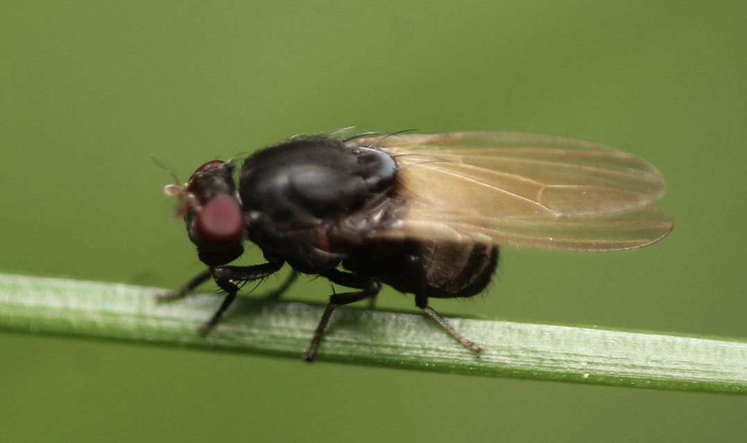 Minettia longipennis