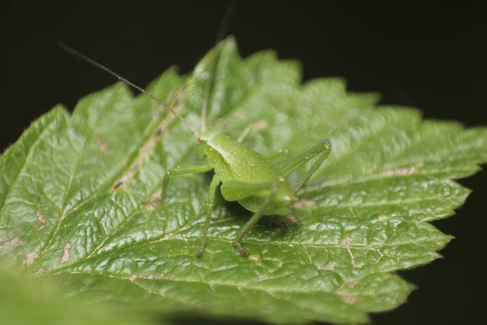 Isophya kraussii - erdei tarsza