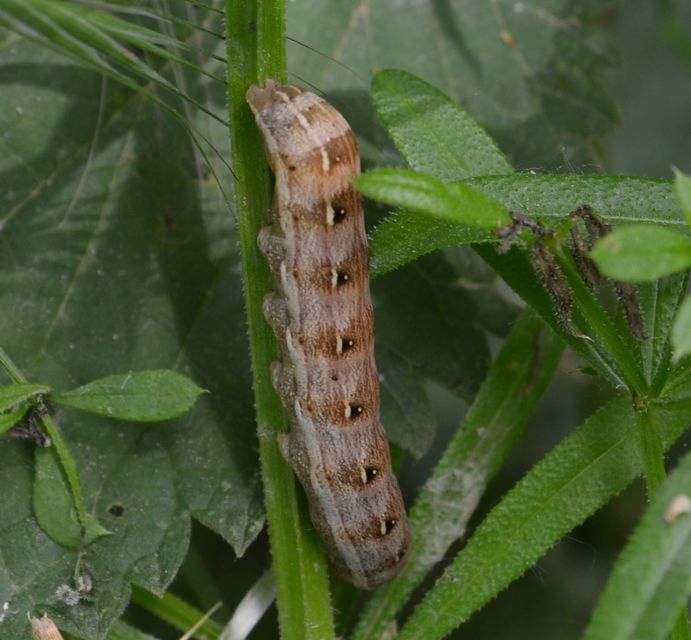 Cerastis rubricosa - vörhenyes tavaszibagoly