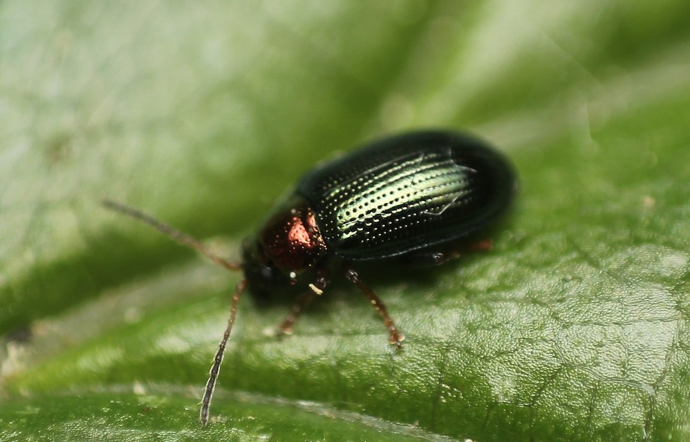 Crepidodera aurata - ékes fűz-földibolha