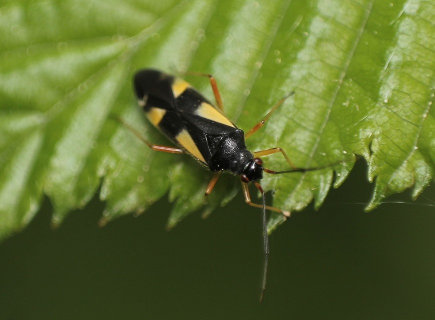 Dryophilocoris flavoquadrimaculatus - sárgafoltos mezeipoloska