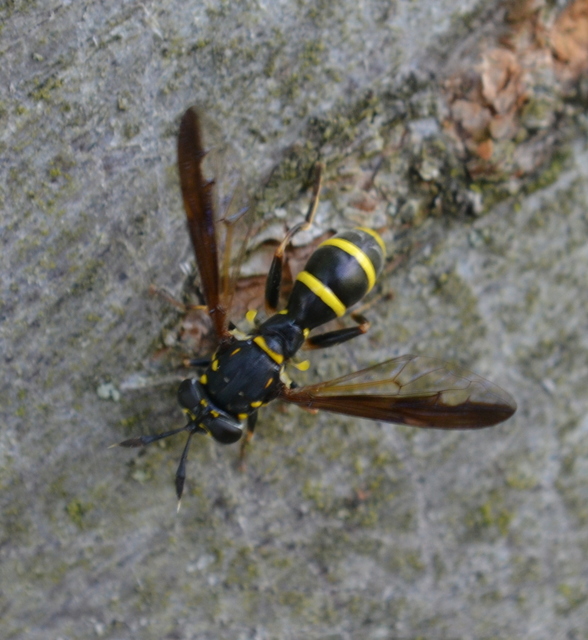 Sphiximorpha subsessilis - galagonya orsócsápúlégy