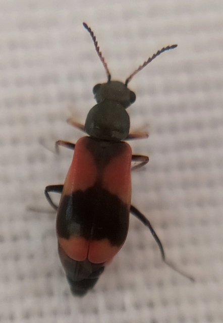 Anthocomus equestris - kétszínű bibircsesbogár