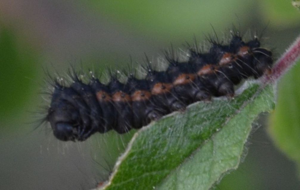 Saturnia pavoniella/pavonia