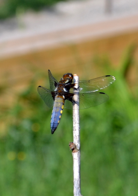 Libellula depressa - széles laposacsa