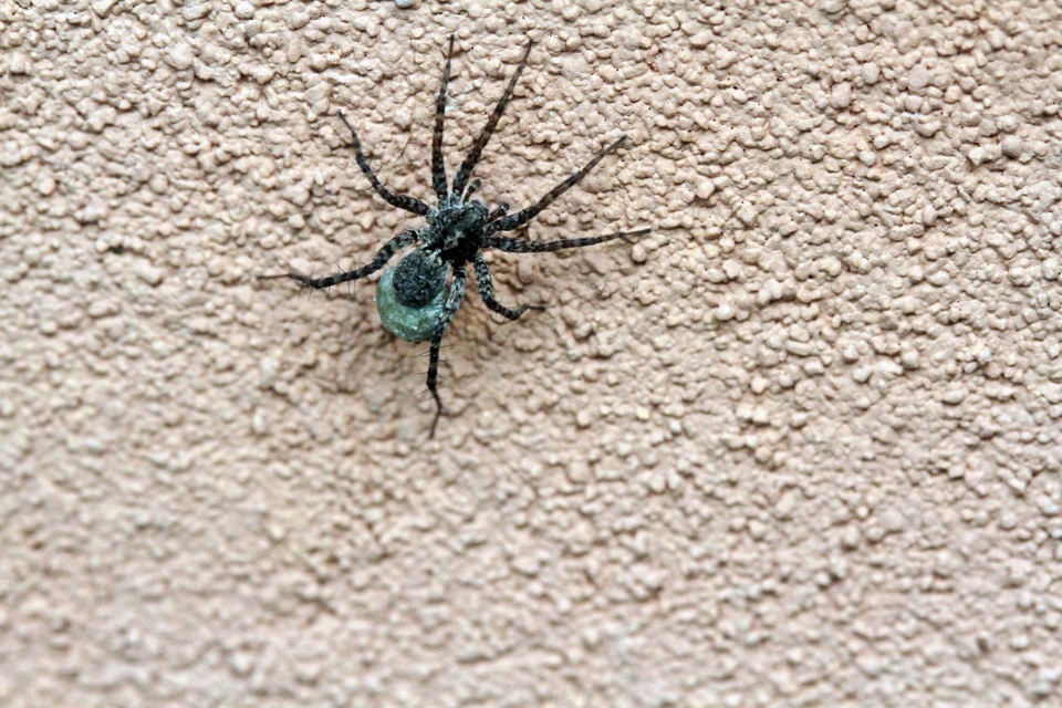 Pardosa