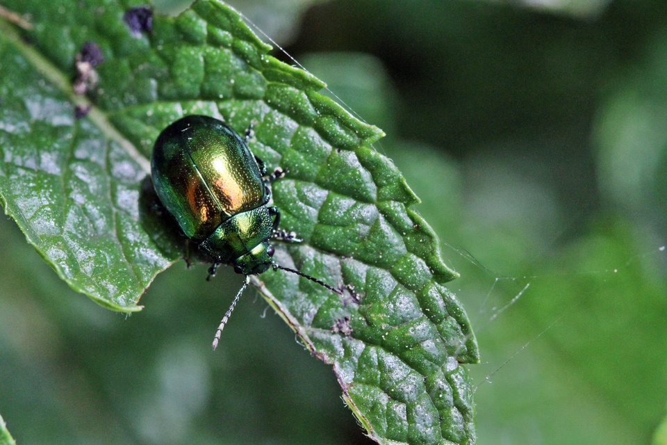Chrysolina herbacea - zöld mentalevelész