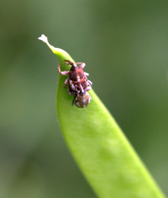 Tychius quinquepunctatus - borsó-tímárormányos