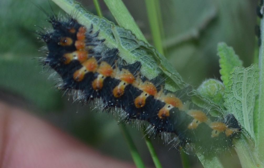 Saturnia pavoniella/pavonia
