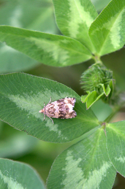 Celypha lacunana - vízparti tükrösmoly