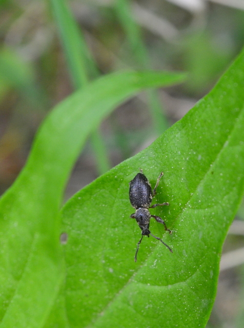 Otiorhynchus fullo - aranypikkelyes gyalogormányos