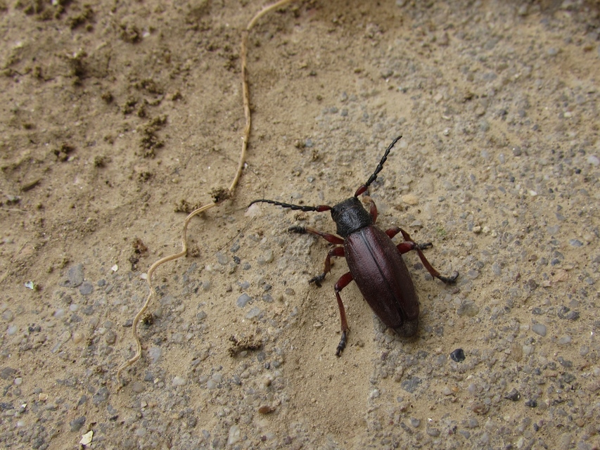 Dorcadion fulvum - barna gyalogcincér Dorcadion fulvum - barna gyalogcincér