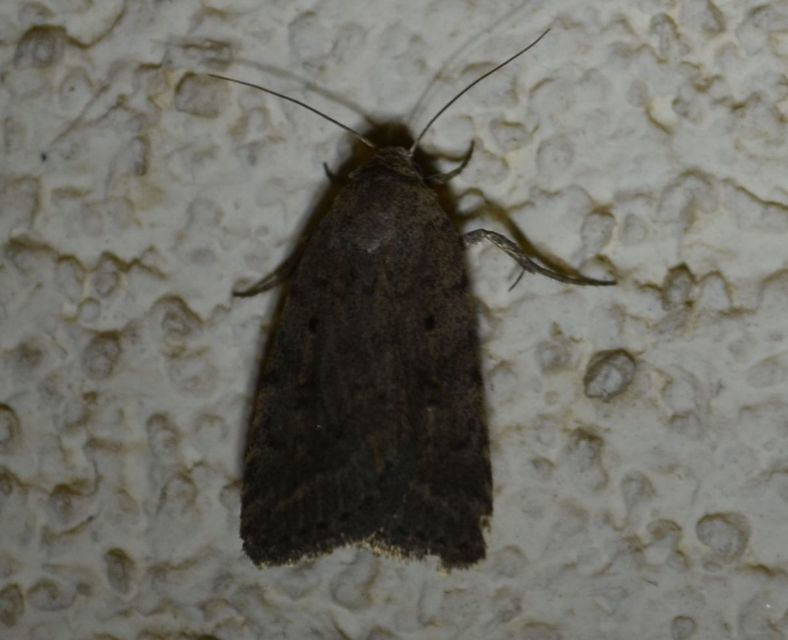 Athetis gluteosa - nyugtalan lápibagoly