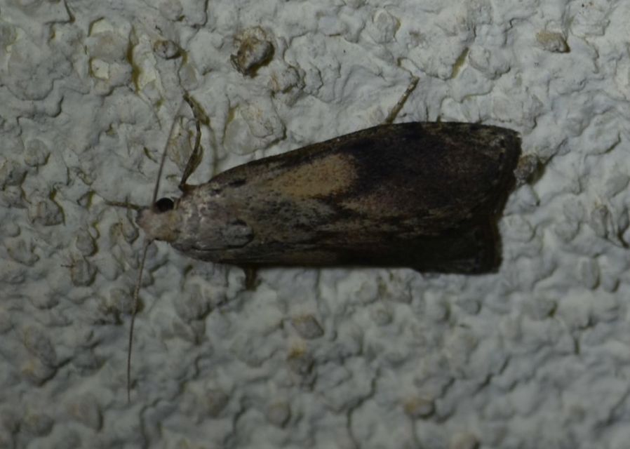 Aphomia sociella - méhviaszmoly