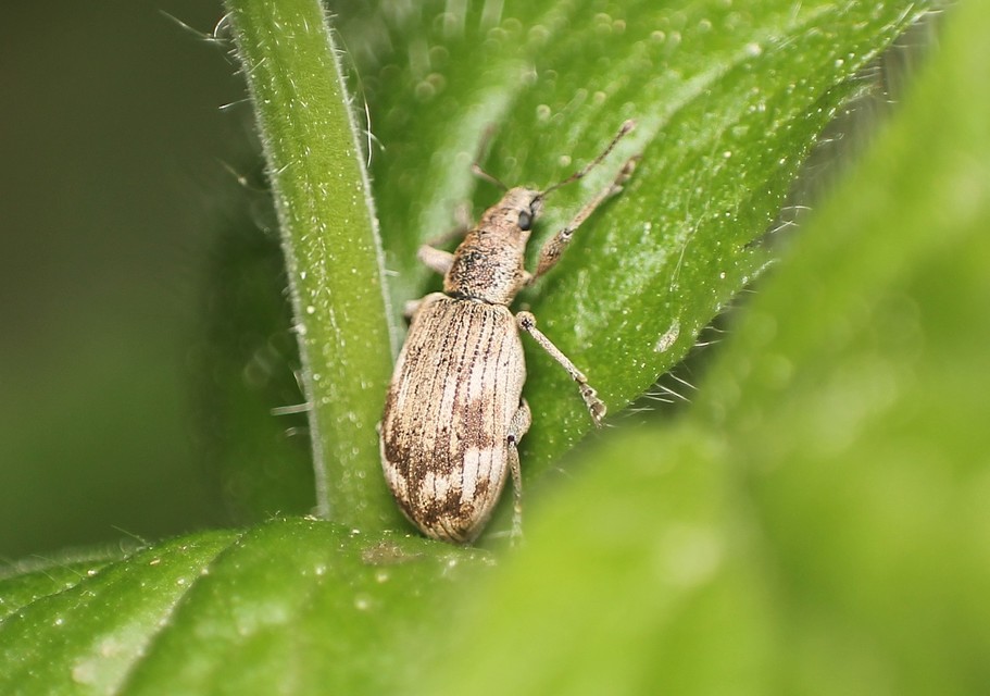 Polydrusus tereticollis - szalagos lombormányos