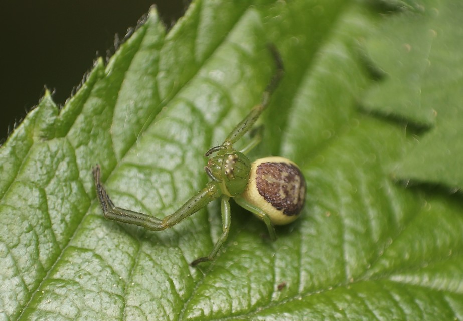 Diaea dorsata - címeres karolópók