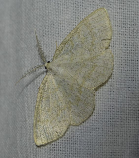 Cabera exanthemata - pettyes égeraraszoló