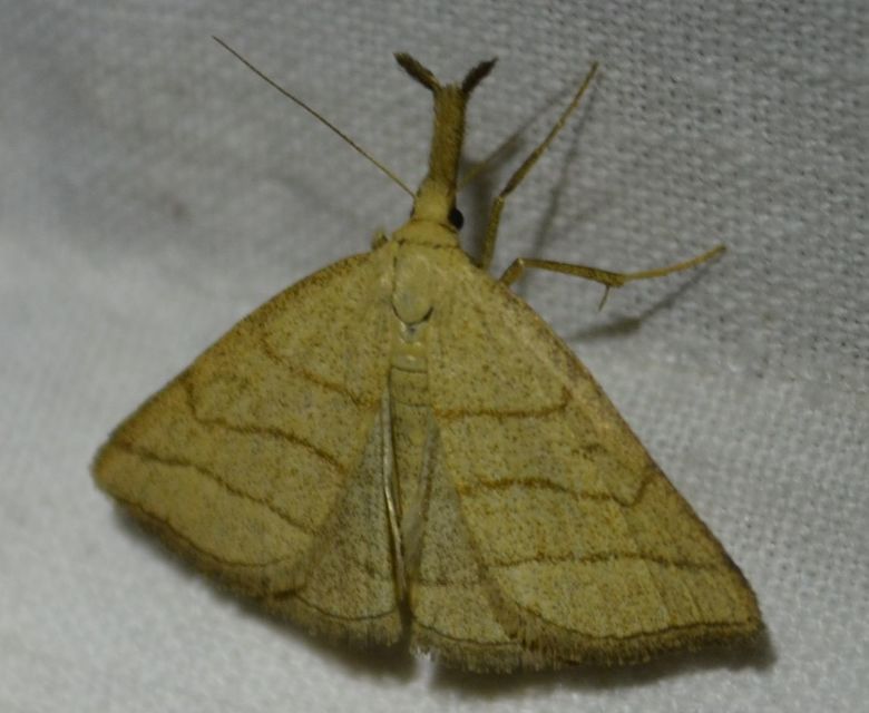 Polypogon tentacularia - sötétaljú karcsúbagoly