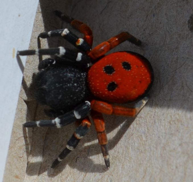 Eresus moravicus - sárgafejű bikapók Eresus moravicus - sárgafejű bikapók