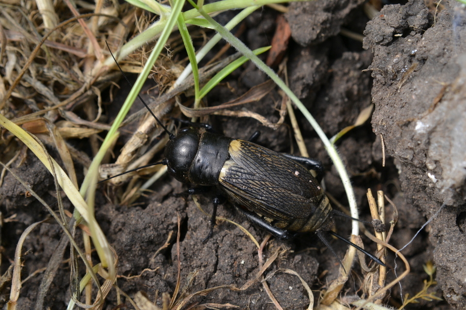Gryllus campestris - mezei tücsök