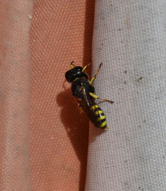 Crabronidae - szitásdarazsak