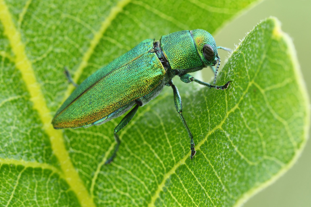 Kisanthobia ariasi - Arias-díszbogár