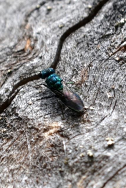 Chrysididae - fémdarazsak
