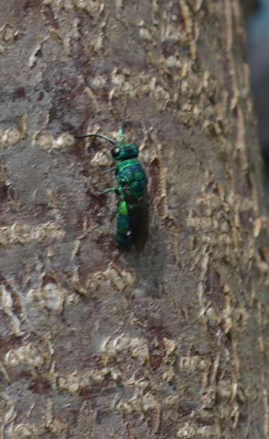 Chrysididae - fémdarazsak
