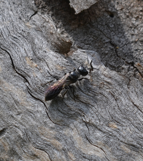 Crabronidae - szitásdarazsak