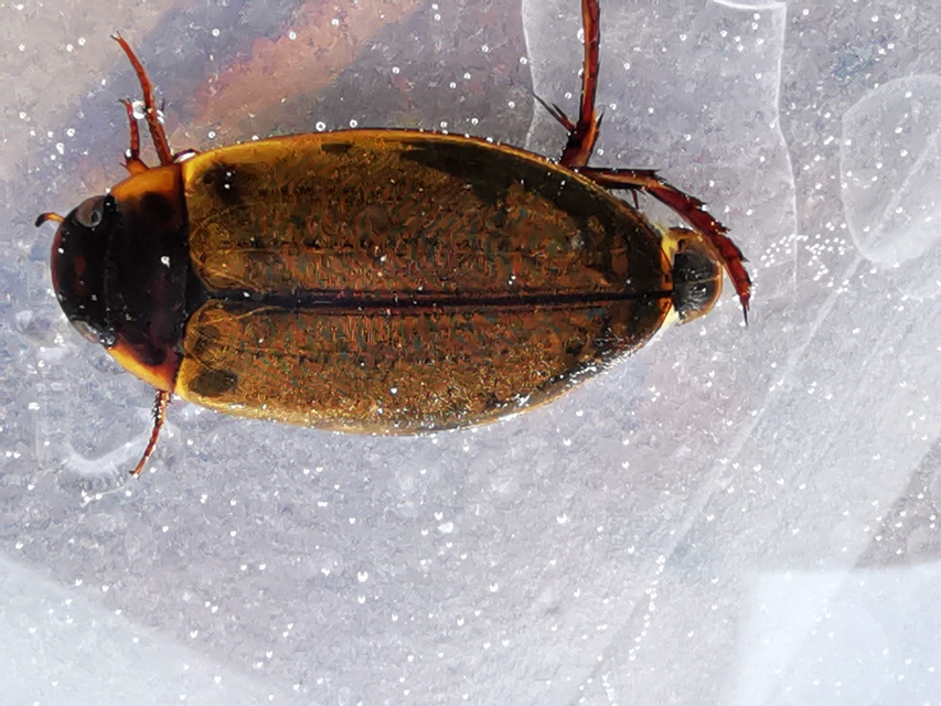 Colymbetes fuscus - gyakori recéscsíkbogár