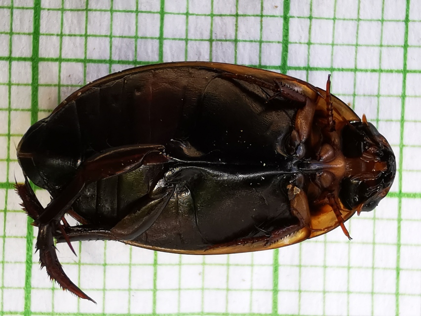Hydaticus transversalis - harántsávos mocsáricsíkbogár