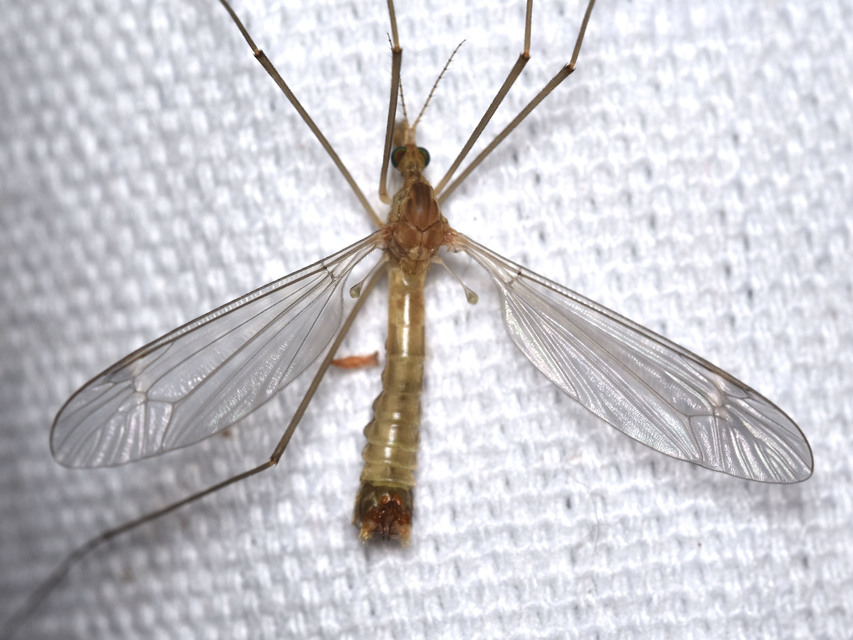 Tipula