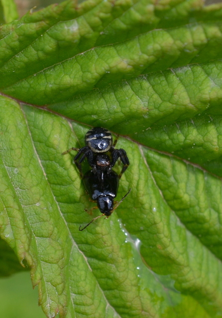Synema globosum/ornatum