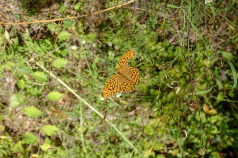 Argynnis paphia - nagy gyöngyházlepke