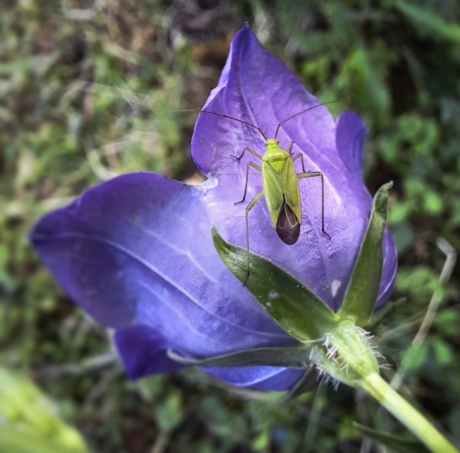 Calocoris affinis