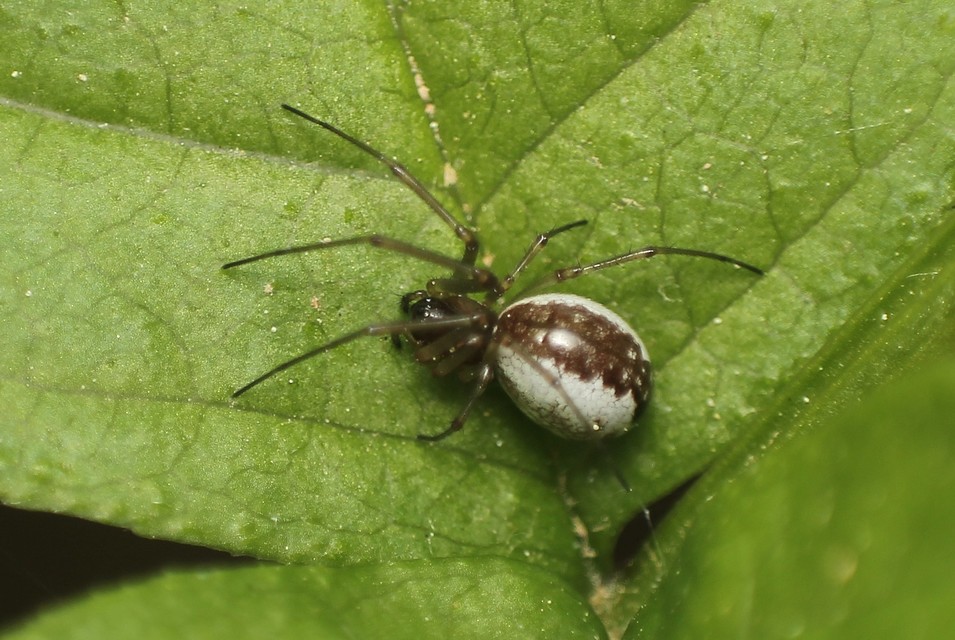 Linyphiidae - vitorláspókok