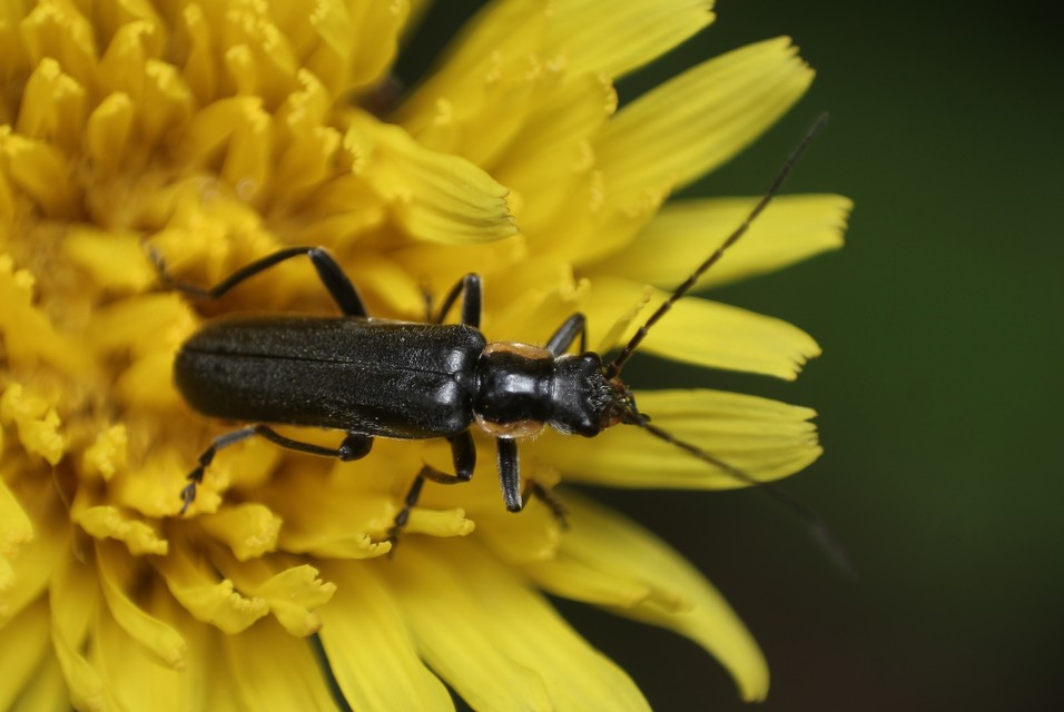 Cantharis paradoxa